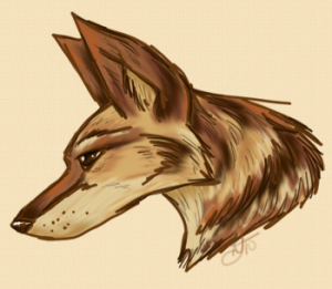 Coyote